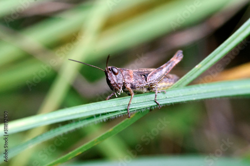 Grasshopper sitting on a twinkle. Macro shot.