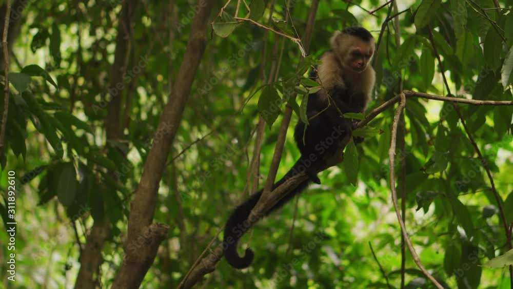 Grumpy Looking White-headed Capuchin Monkey Scratching Themselves Grumpy Looking White-headed Capuchin Monkey Scratching Themselves