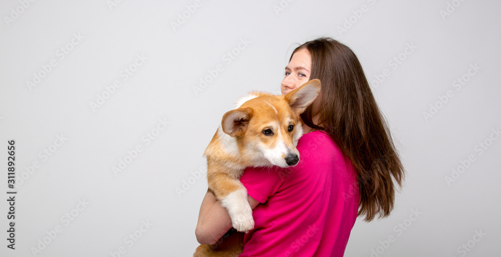 Corgi In His Owner's shoulder On gray background