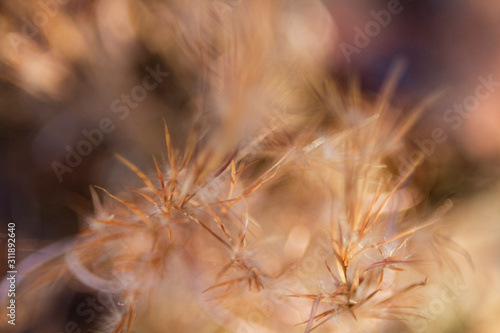Golden nature grasses background with blur and selective focus © Tamara  Harding