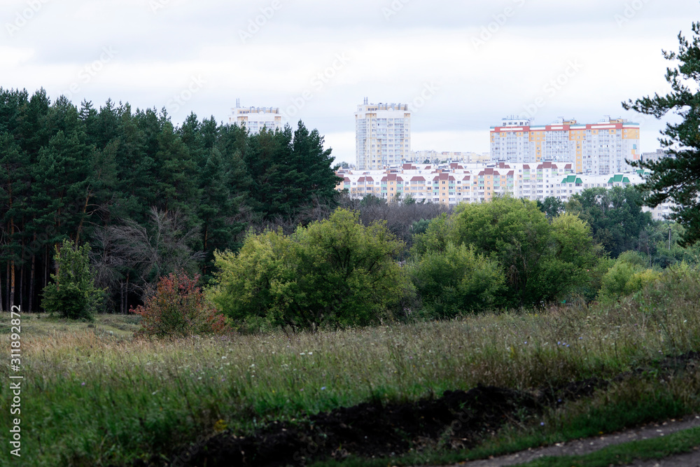 Summer pine forest, bushes, trees and meadow grass against the background of urban high-rise buildings