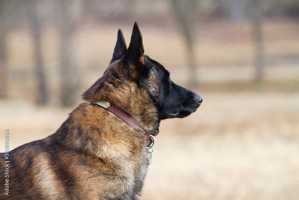 Dutch Shepherd Dog portrait, powerful neck and face side view Dutch Shepherd Dog portrait, powerful neck and face side view