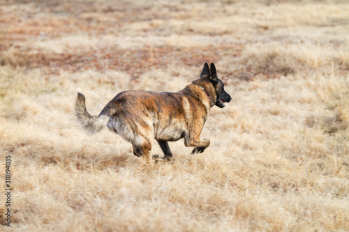 Fototapeta Naklejka Na Ścianę i Meble -  Dutch Shepherd Dog running side view