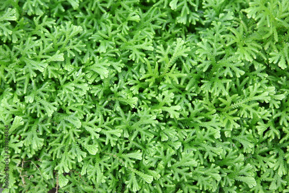 Background of green leaves of a fern. Background of green leaves of a fern.