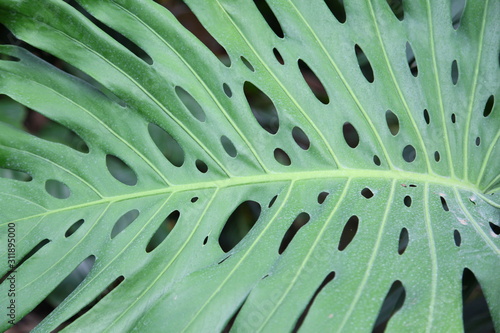 Green leaf background