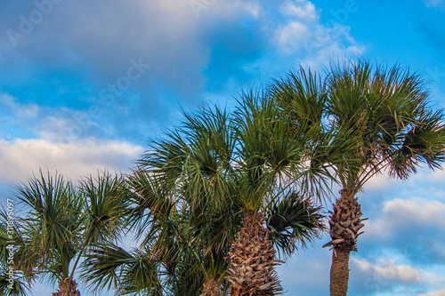 palm trees against blue sky