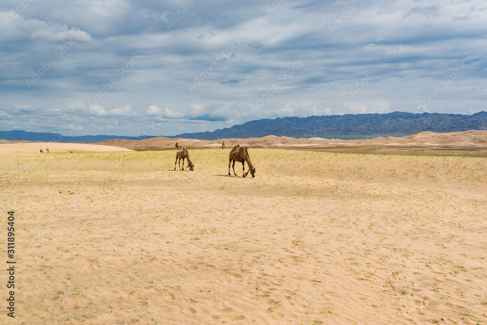 Animals of the Khongor Sand Dunes Animals of the Khongor Sand Dunes