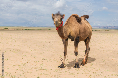 Animals of the Khongor Sand Dunes