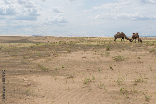 Animals of the Khongor Sand Dunes