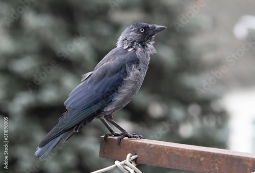 Close-up of a jackdaw sitting on a metal ledge with a blurred background.