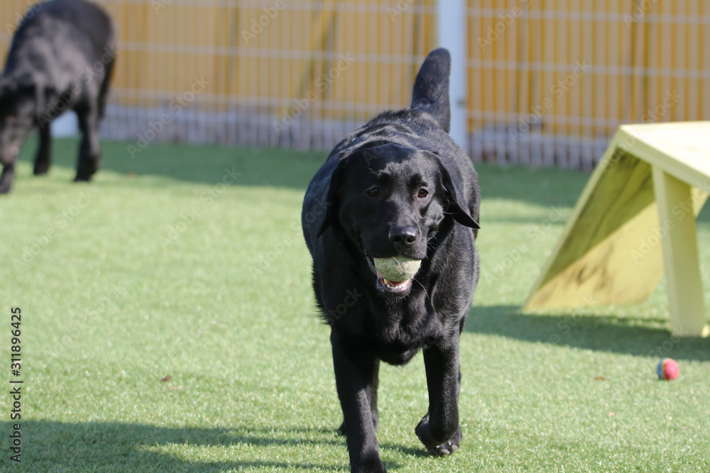Happy puppies in a private playground Happy puppies in a private playground