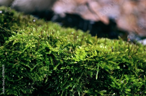 moss on tree © Svetlana