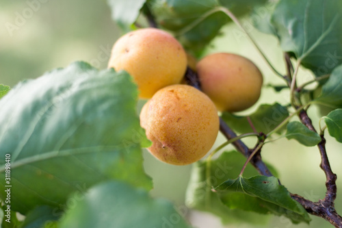Apricots on the tree ready to be harvested