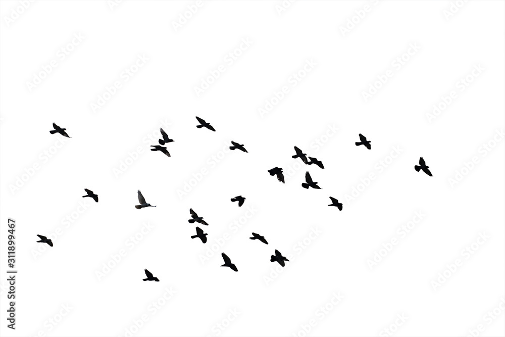 Naklejka Flocks of flying pigeons isolated on white background. Clipping path.