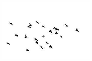 Flocks of flying pigeons isolated on white background. Clipping path.