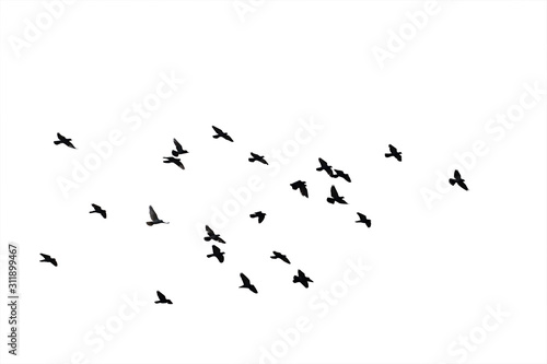 Valokuva Flocks of flying pigeons isolated on white background
