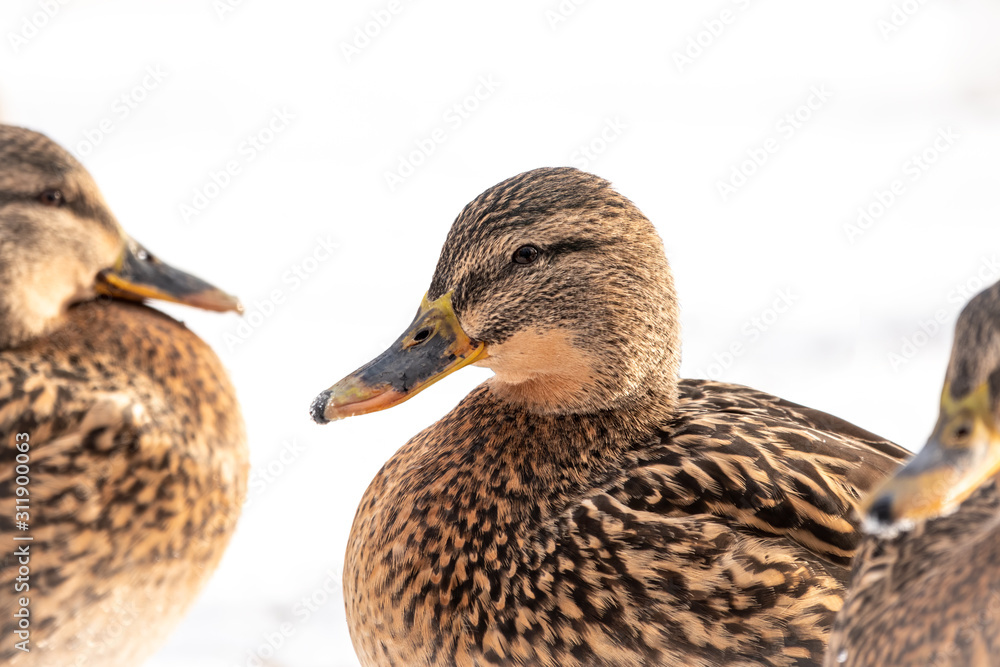 Female duck on the wuite snow background Female duck on the wuite snow background