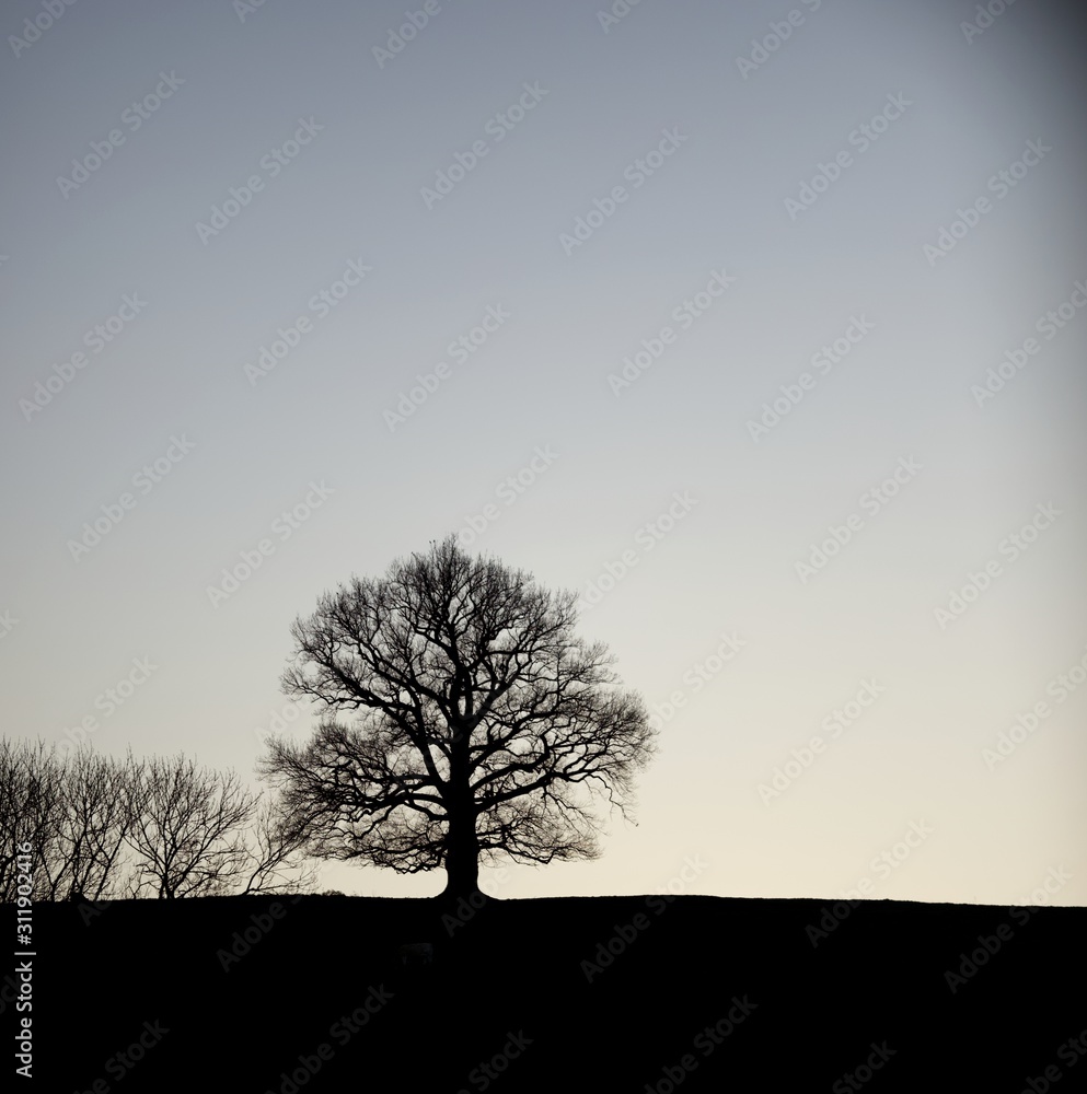 Arbre silhouette colline relief paysage campagne Arbre silhouette colline relief paysage campagne