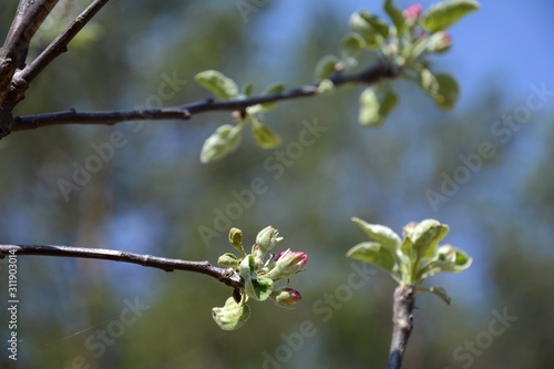Early spring in the garden. The buds of the apple tree are opened. Apple trees are blooming.