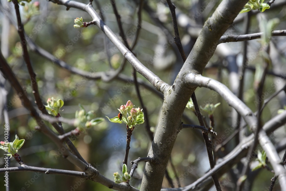 Early spring in the garden. The buds of the apple tree are opened. Apple trees are blooming. Early spring in the garden. The buds of the apple tree are opened. Apple trees are blooming.