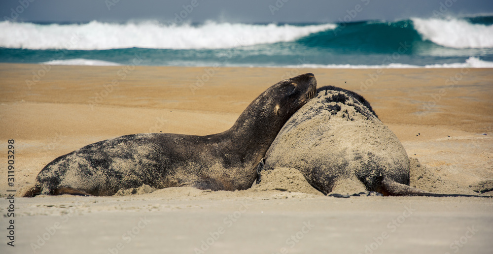 Obraz premium Sandfly Beach Seals up close