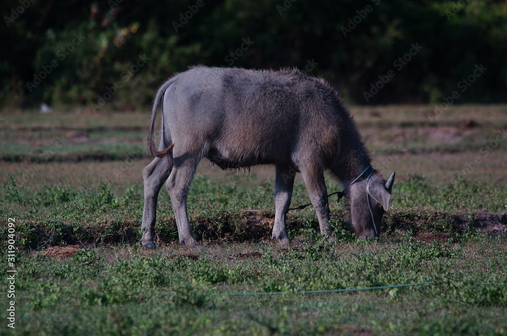 The water buffalo (Bubalus bubalis) or domestic water buffalo is a large bovid originating in the Indian subcontinent, Southeast Asia, and China. This animal is bathing in a mud pool in the Baluran. The water buffalo (Bubalus bubalis) or domestic water buffalo is a large bovid originating in the Indian subcontinent, Southeast Asia, and China. This animal is bathing in a mud pool in the Baluran.