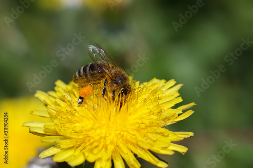 A bee collects nectar on a dandelion flower. Blurred natural background. Close-up.  © Elena