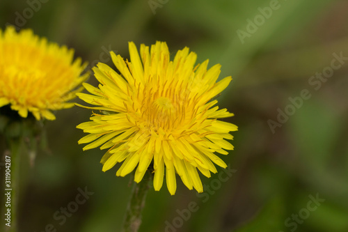 Yellow dandelion close-up. Blurred natural background.