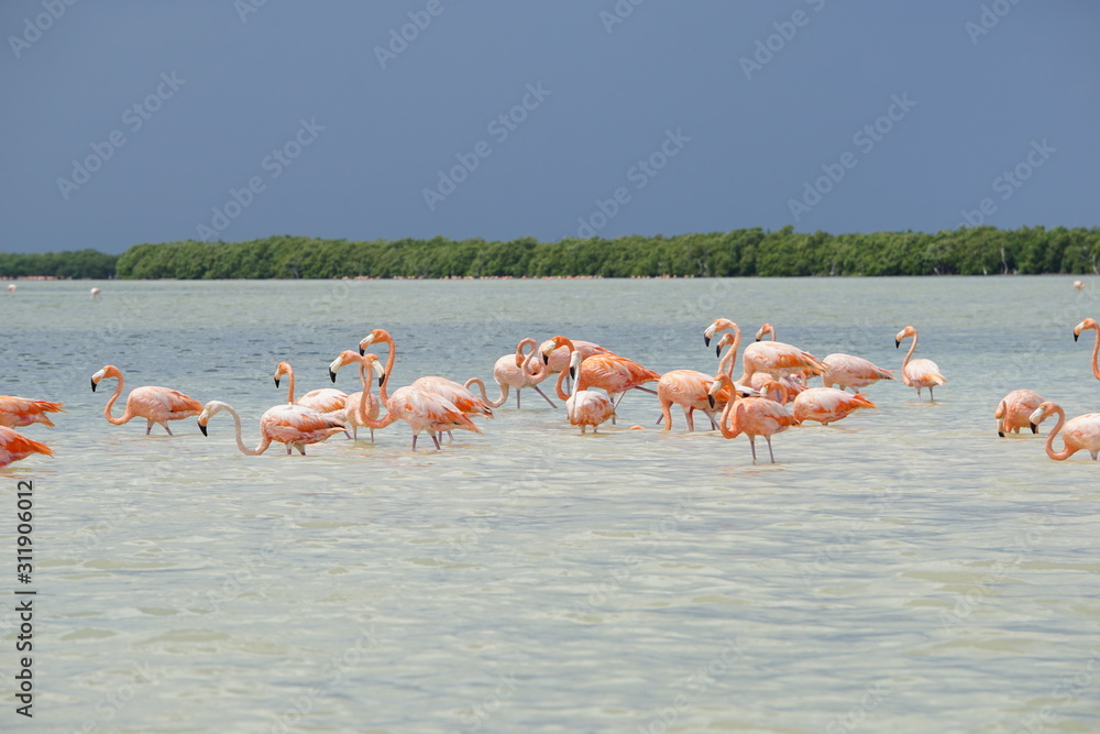 Flamingoes in Rio Lagartos nature reserve, Mexico, September 2018