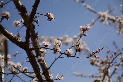 Early spring in the garden. Apricot buds are revealed. Apricot trees are blooming. © TATIANA