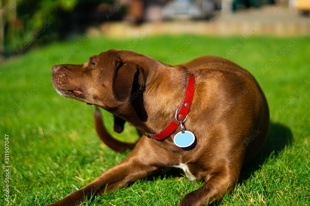 Brauner Mischling Schoko Hund imm Garten kratzend Brauner Mischling Schoko Hund imm Garten kratzend