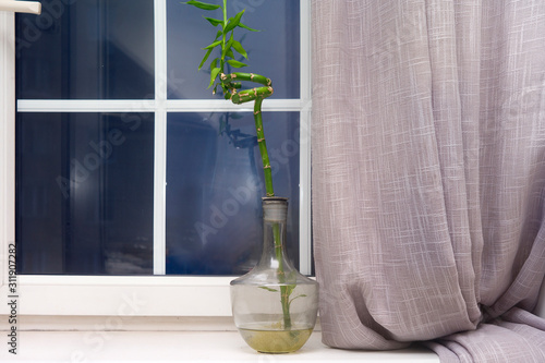 Window with plant in flagon photo