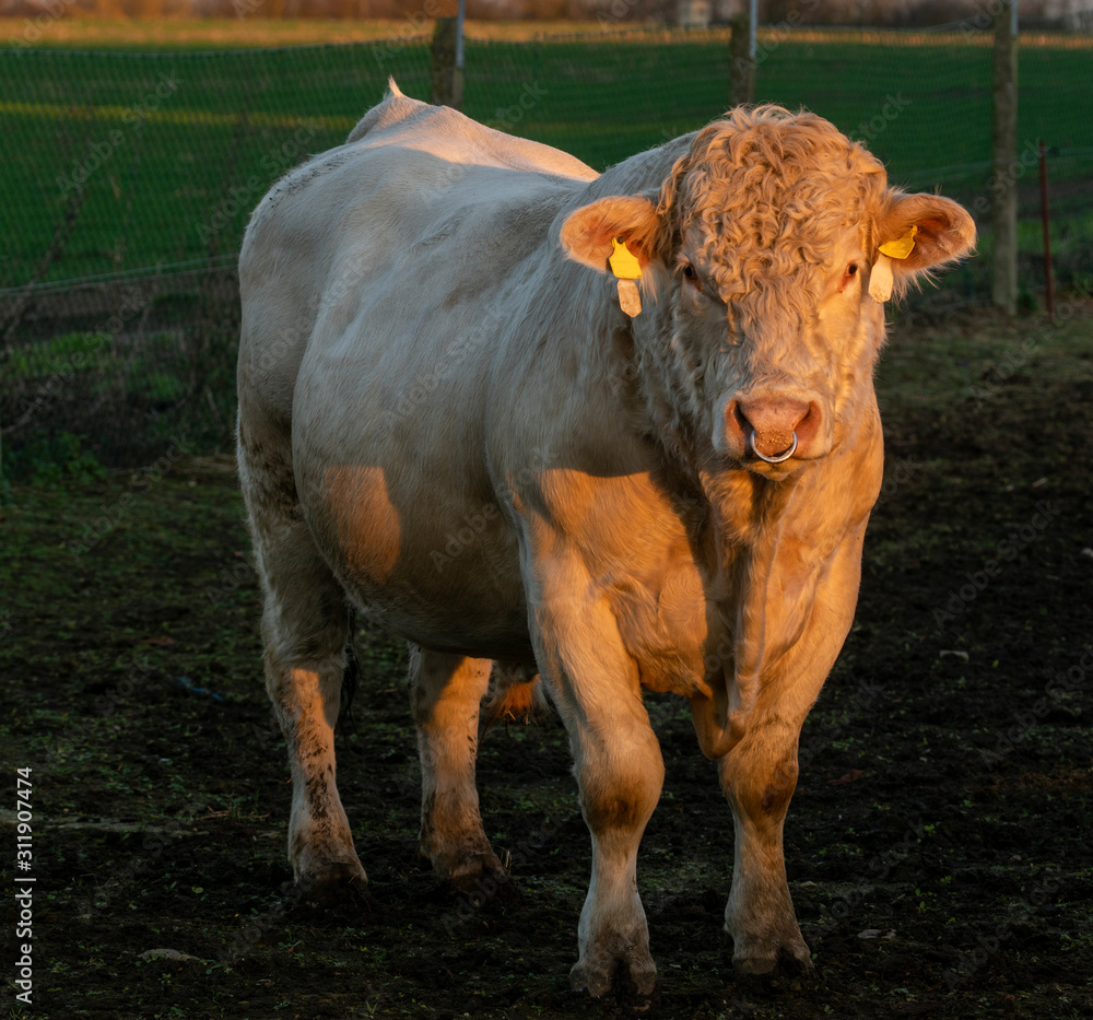 Breeding bulls Charolais Meat