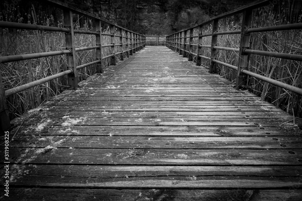 Fototapeta premium Wooden boardwalk over swamp with reeds in monochrome