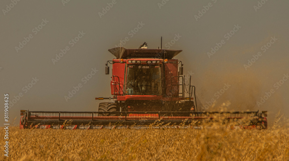 Fototapeta premium combine harvester working on barley field