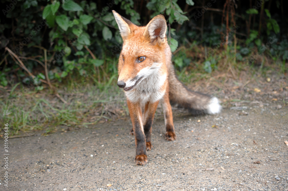 RED FOX RED FOX