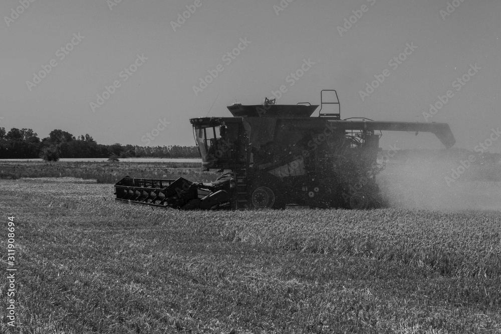 Fototapeta premium combine harvester working on barley field