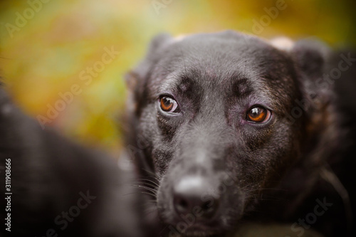 Wallpaper Mural Portrait of a black dog. Dog's eyes close up. Torontodigital.ca