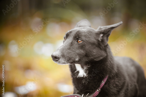 Portrait of a black dog. Black stray dog with a long nose.
