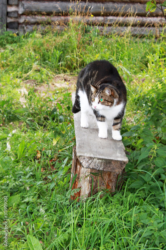 Beautiful colorful cat with green eyes arched its back on a village banch rural scene