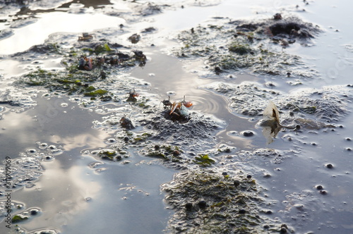 Fiddler crab on the sand or mud photo