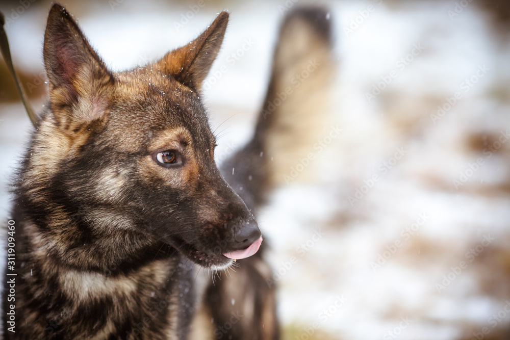 Portrait of a multi-colored dog. Fluffy dog licks his nose during a snowfall