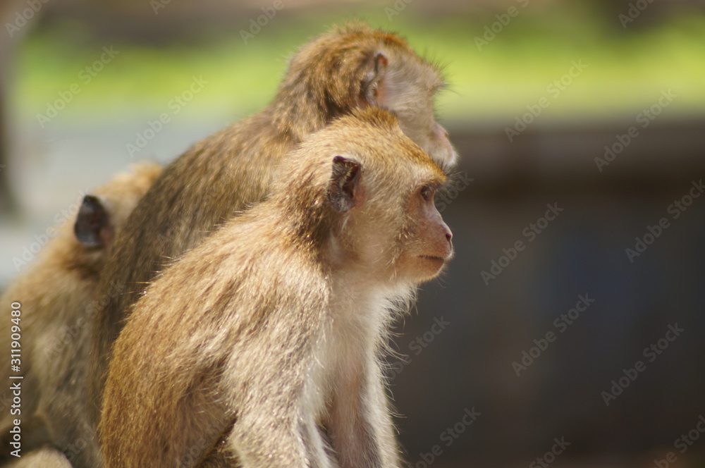 Crab-eating monkeys (Macaca fascicularis), also known as long-tailed macaques, are primates originating from Southeast Asia. These monkeys are very adaptive, including wild animals that follow humans. Crab-eating monkeys (Macaca fascicularis), also known as long-tailed macaques, are primates originating from Southeast Asia. These monkeys are very adaptive, including wild animals that follow humans.