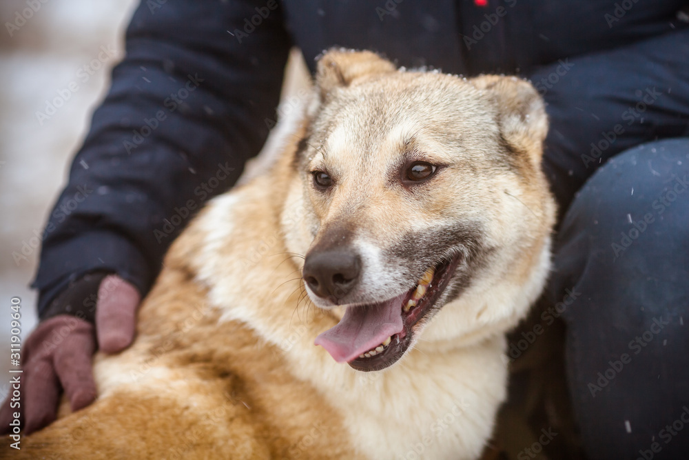 Dog and owner. Beautiful dog on a walk with the owner in winter Dog and owner. Beautiful dog on a walk with the owner in winter