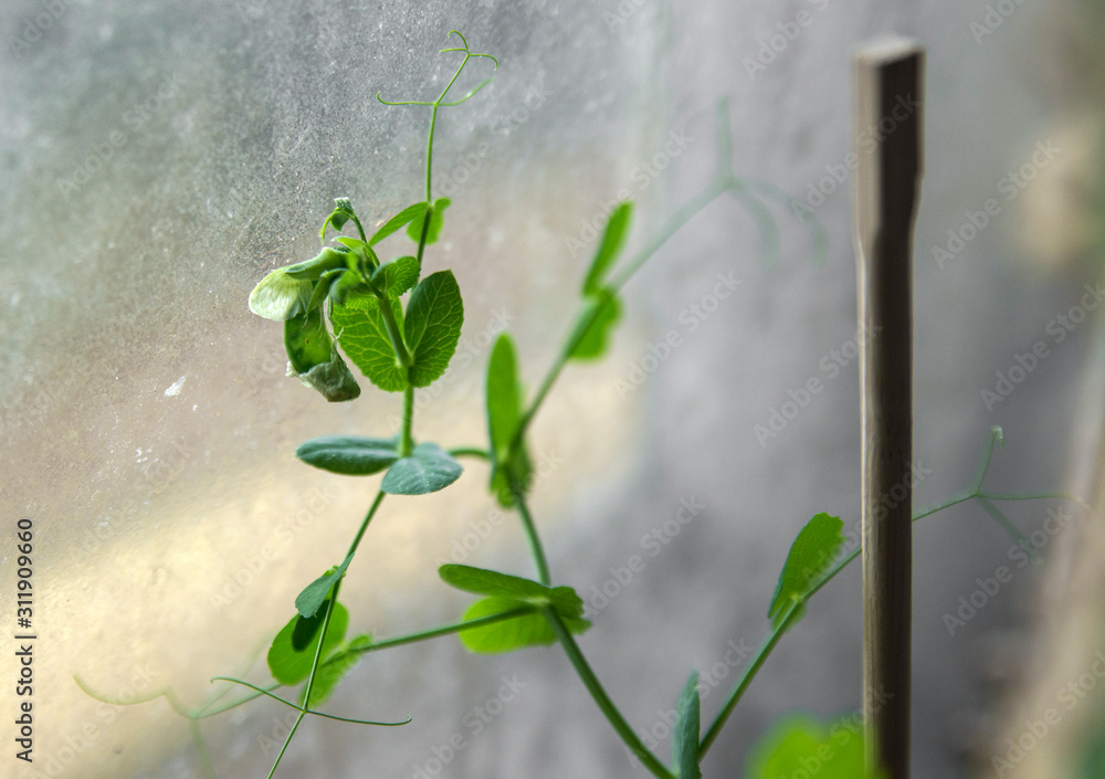 Green peas growing at home near the window, close-up Green peas growing at home near the window, close-up