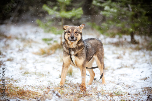Dog on a walk during snowfall in the forest.