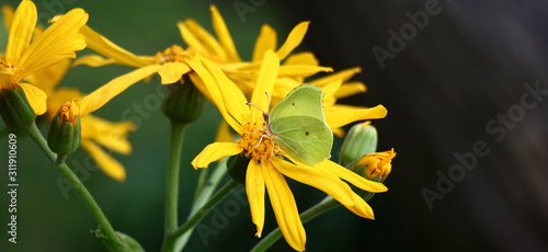 On very bright yellow flower of a ligularia dentata the butterfly a cabbage white butterfly sits. In total on a green and gray background. photo