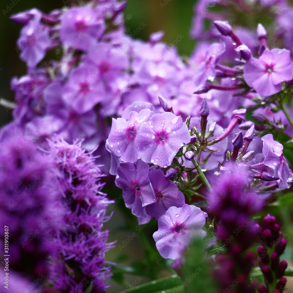 Obraz premium The blossoming liatris and phlox in one color scale create a bright spot, violet on a green background.