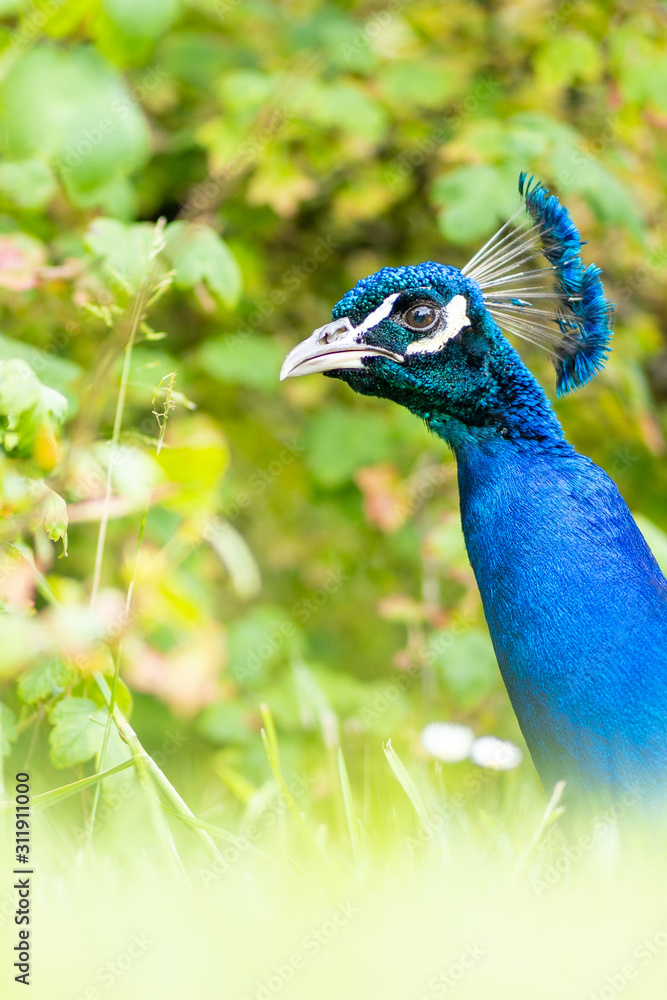 Obraz premium Colorful peacock in a green garden. Male peafowl are referred to as peacocks, and female peafowl as peahens. Male peafowl are known for their piercing calls and their extravagant plumage. 
