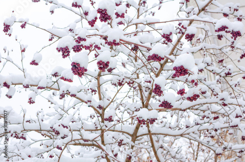 Bright red rowan berries on the branches of a winter tree abundantly covered with fluffy white snow. © DOF